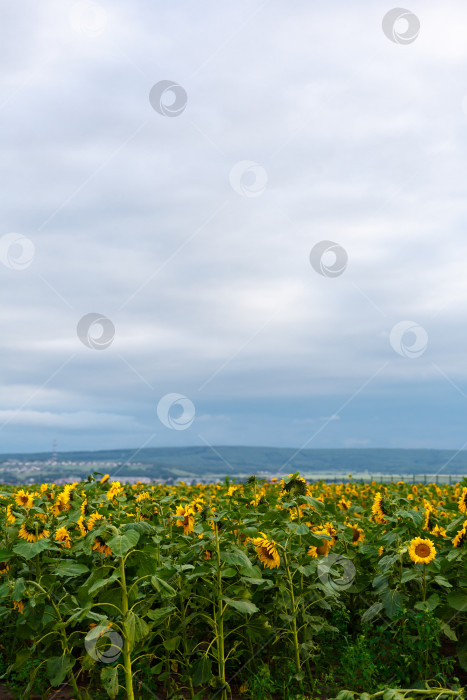 Скачать поле желтых подсолнухов на фоне голубых облаков фотосток Ozero