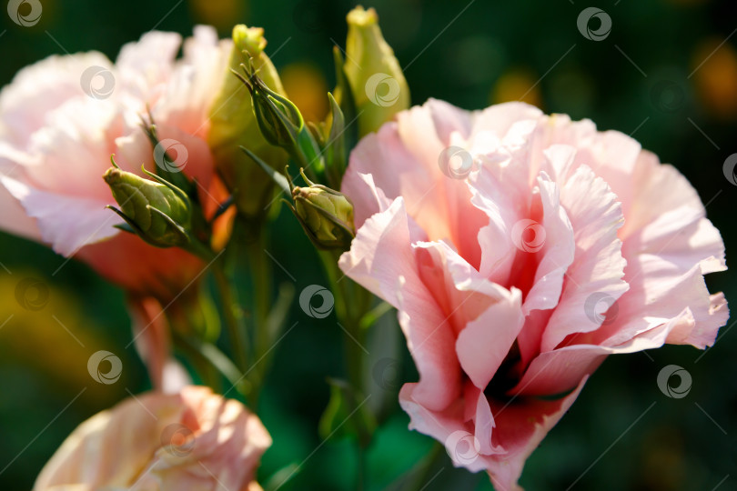 Скачать Красивый розовый цветок эустомы на зеленом фоне. Весна, лето, природа. фотосток Ozero