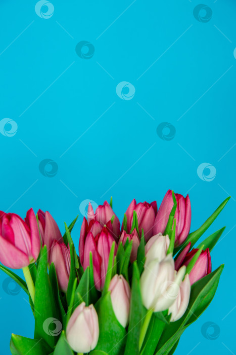 Скачать Весенние сезонные цветы тюльпаны на простом фоне фотосток Ozero