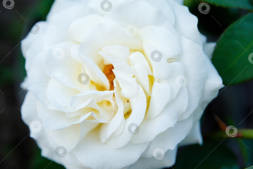 Скачать белая роза на фоне зеленых листьев фотосток Ozero