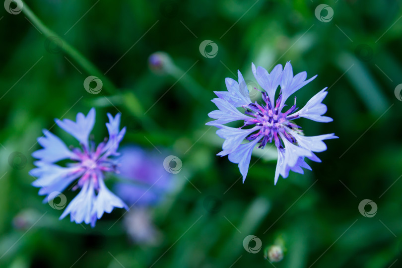 Скачать Маленькие голубые цветочки на фоне зеленой листвы фотосток Ozero