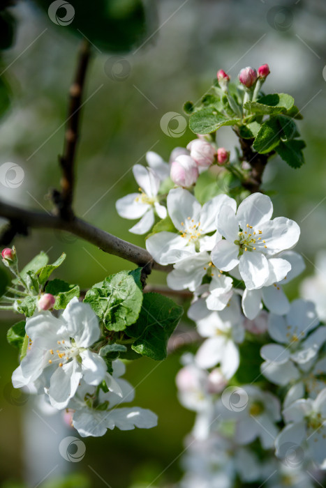 Скачать Весенний день, цветущие яблони. Лето, крупный план. фотосток Ozero