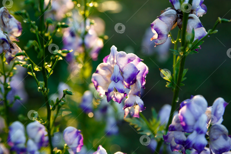 Скачать белые и фиолетовые цветы на фоне зеленой листвы фотосток Ozero