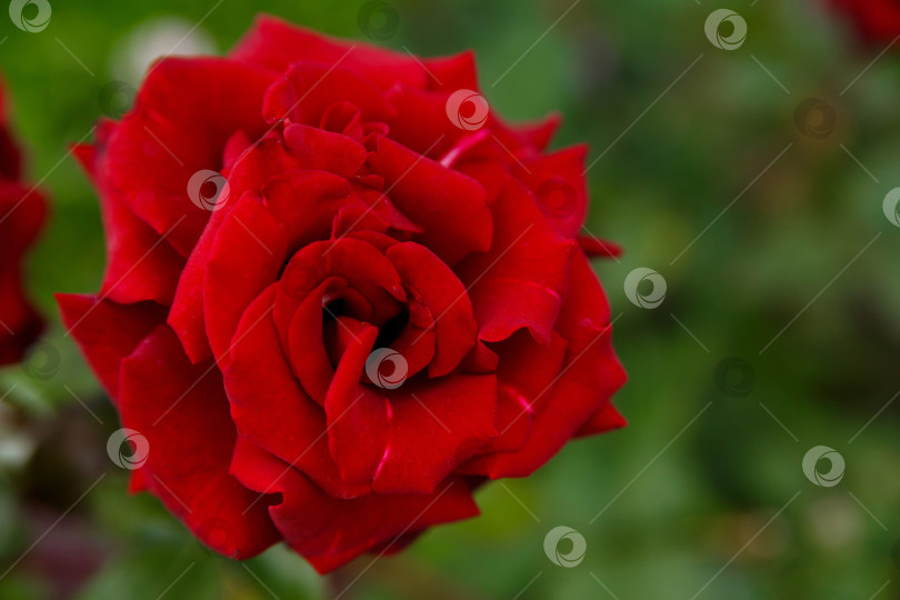 Скачать Большая красивая красная роза на зеленом фоне фотосток Ozero