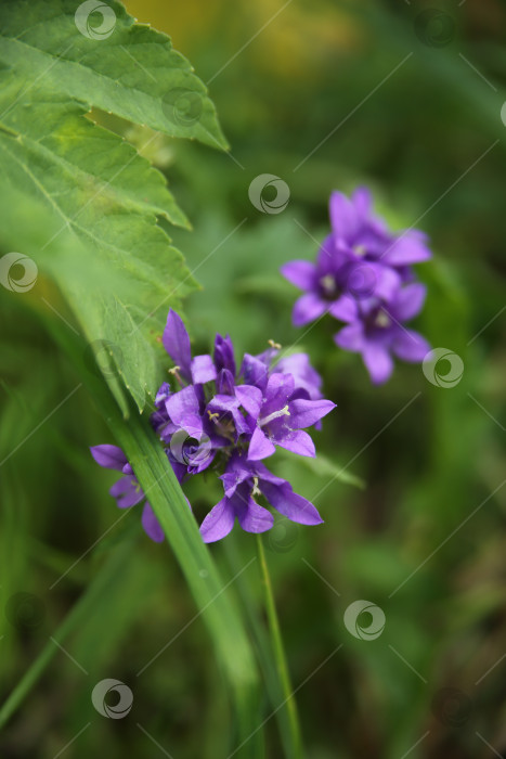 Скачать фиолетовые полевые цветы горечавки, на фоне зеленой травы фотосток Ozero