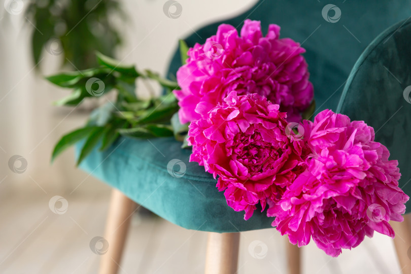 Скачать На зеленом кресле лежит букет розовых пионов фотосток Ozero