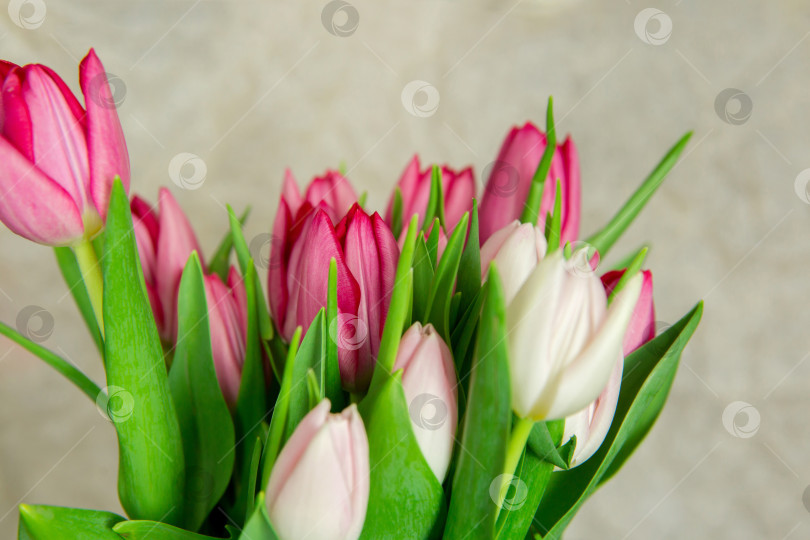 Скачать Букет из свежих цветов тюльпана на бежевом фоне. фотосток Ozero