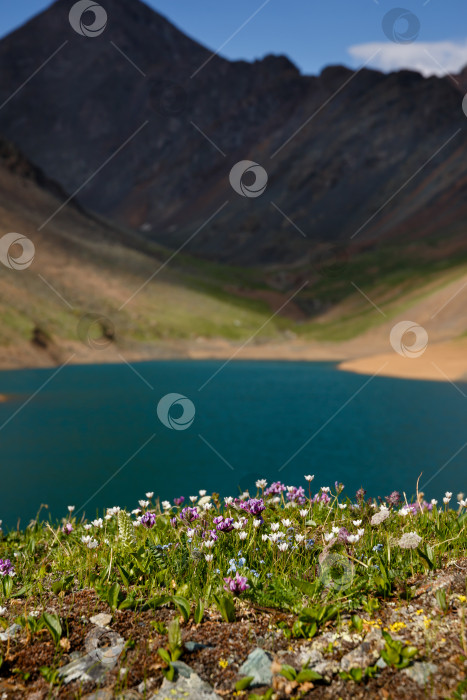 Скачать цветочные поляны на берегу горного озера фотосток Ozero