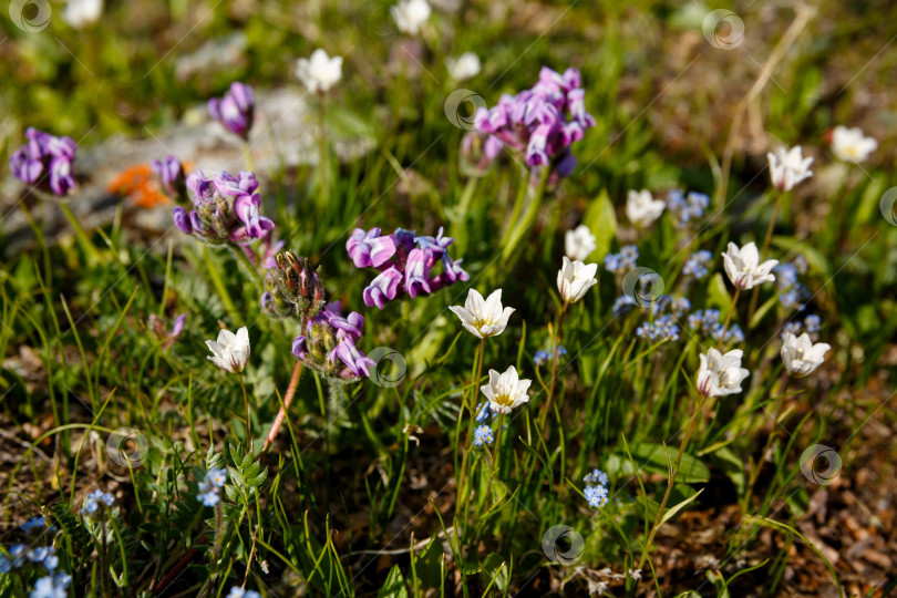 Скачать много полевых цветов растет на лугу в зеленой траве фотосток Ozero