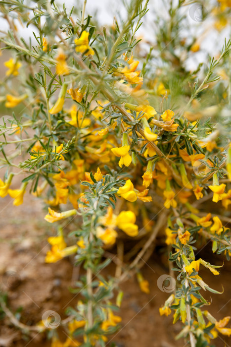 Скачать Желтый цветок в горах Алтая, верблюжий хребет фотосток Ozero