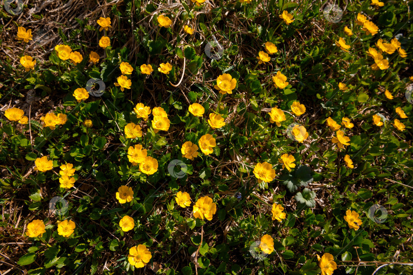 Скачать Алтайские травы и растения, желтые цветы на фоне травы фотосток Ozero