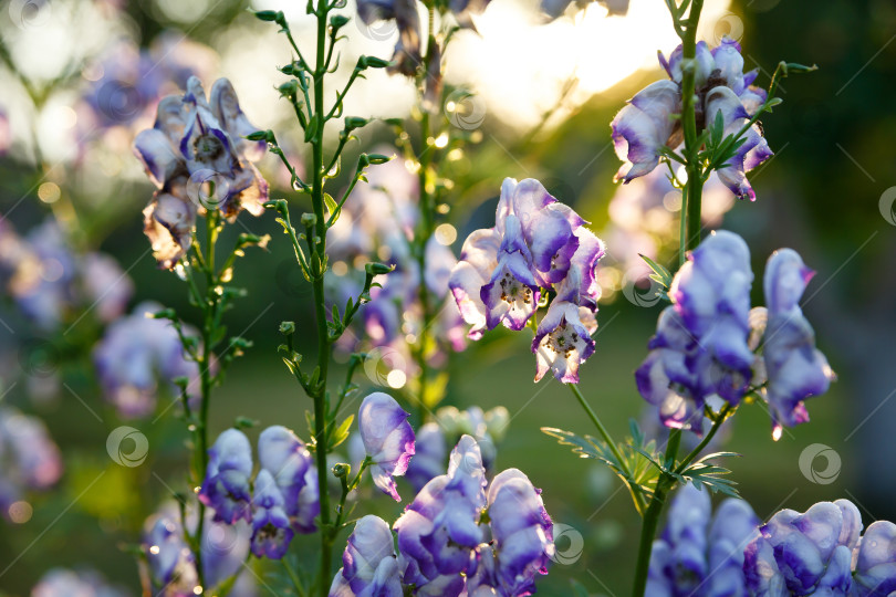 Скачать белые и фиолетовые цветы на фоне зеленой листвы фотосток Ozero