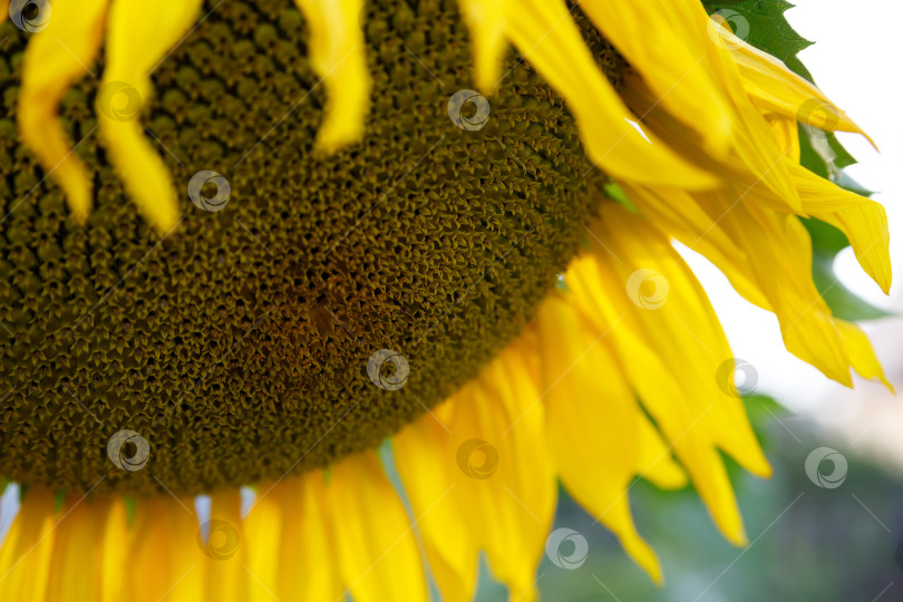 Скачать цветок подсолнуха крупным планом на ферме летом фотосток Ozero