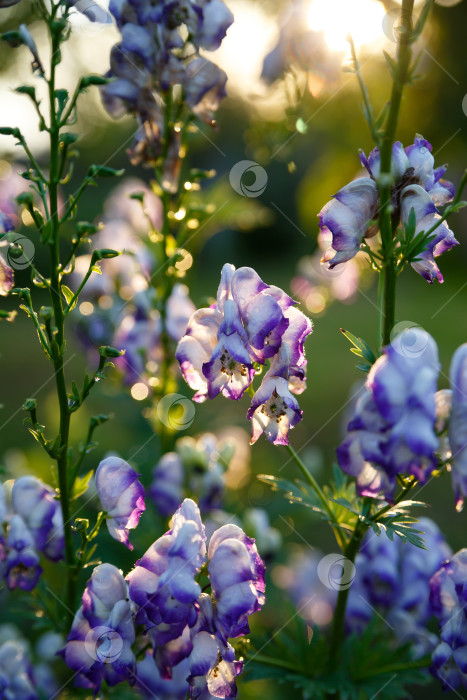 Скачать белые и фиолетовые цветы на фоне зеленой листвы фотосток Ozero