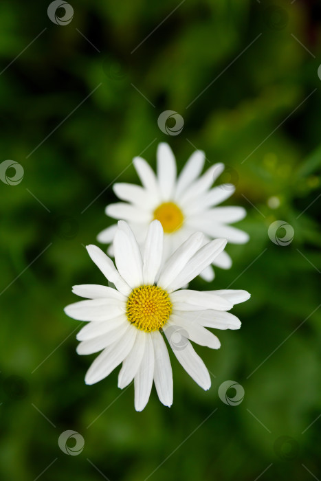 Скачать Две белые маргаритки на зеленом фоне фотосток Ozero