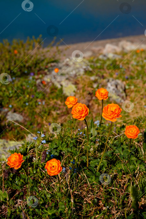 Скачать оранжевый цветок-шаровидный цветок, растущий в траве фотосток Ozero