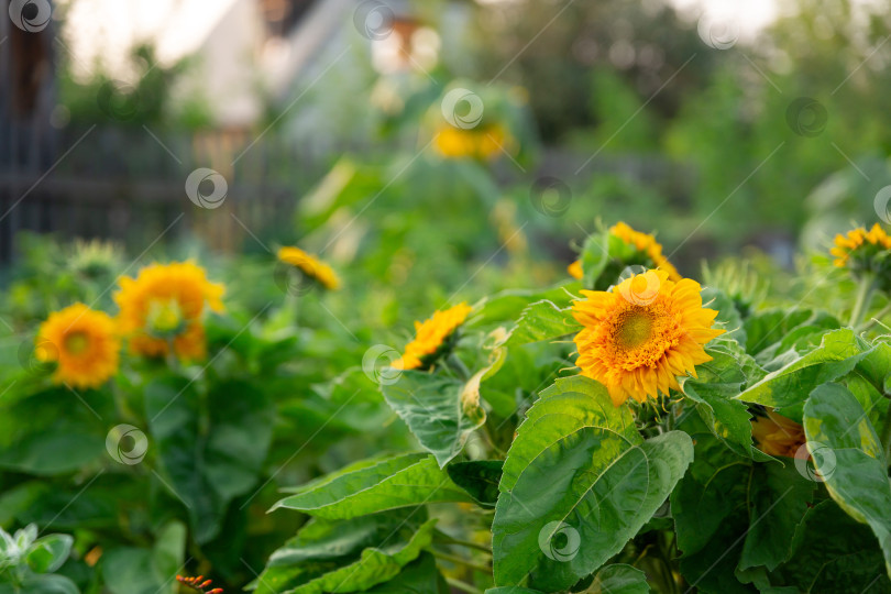Скачать красивый природный фон. Поле цветов подсолнухов в лучах заходящего солнца. Экология и защита окружающей среды фотосток Ozero