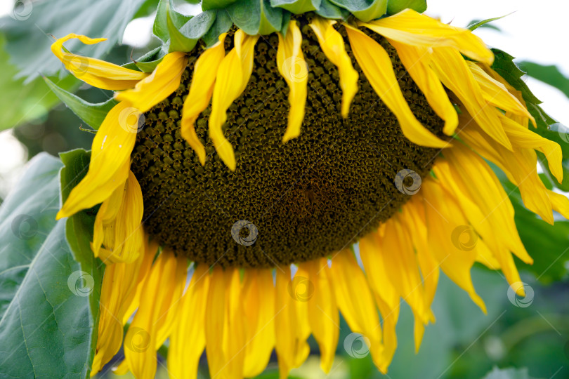 Скачать цветок подсолнуха крупным планом на ферме летом фотосток Ozero