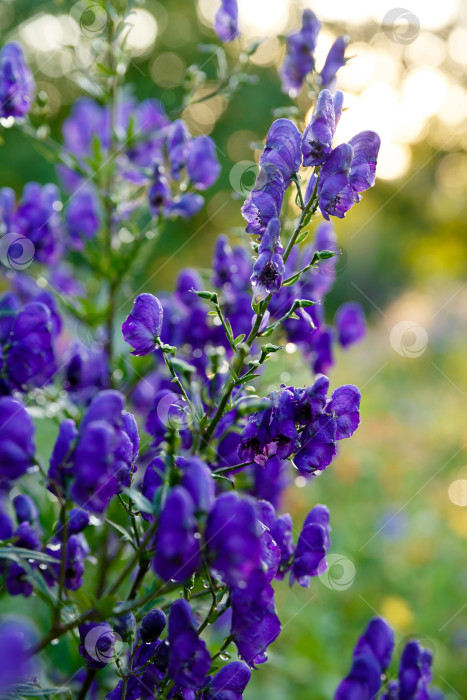 Скачать Маленькие фиолетовые цветочки на фоне зеленой листвы фотосток Ozero
