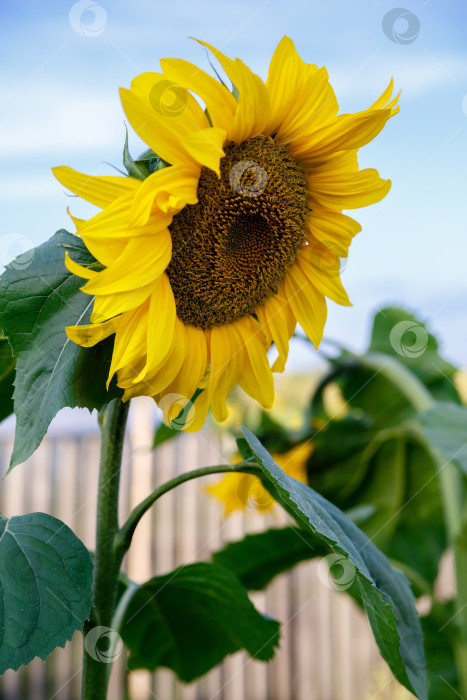 Скачать Подсолнух на фоне голубого неба на ферме фотосток Ozero