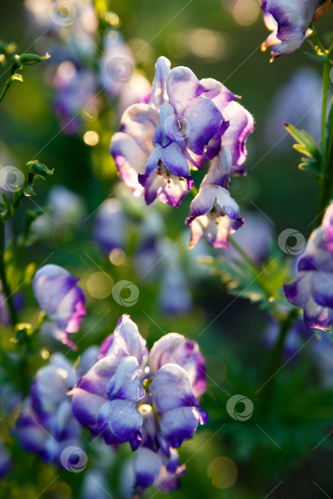 Скачать белые и фиолетовые цветы на фоне зеленой листвы фотосток Ozero