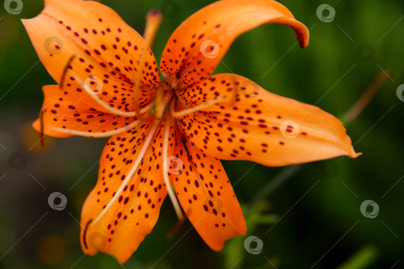 Скачать Большой красивый цветок оранжевой лилии на зеленом фоне фотосток Ozero