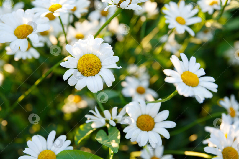 Скачать много белых маргариток в саду на фоне травы фотосток Ozero