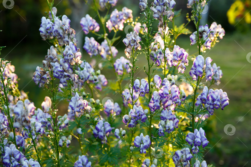 Скачать белые и фиолетовые цветы на фоне зеленой листвы фотосток Ozero