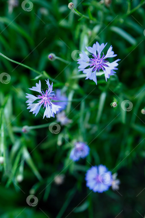 Скачать Маленькие голубые цветочки на фоне зеленой листвы фотосток Ozero