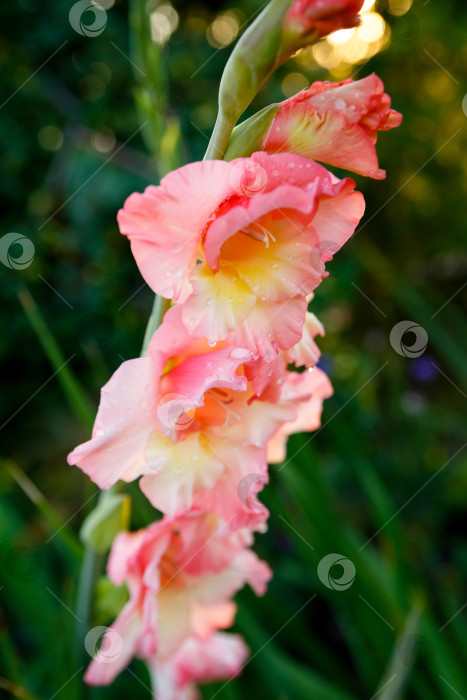 Скачать цветок гладиолуса в каплях росы на зеленой траве фотосток Ozero