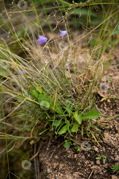 Скачать фиолетовый цветок, растущий на камнях в сухой траве фотосток Ozero