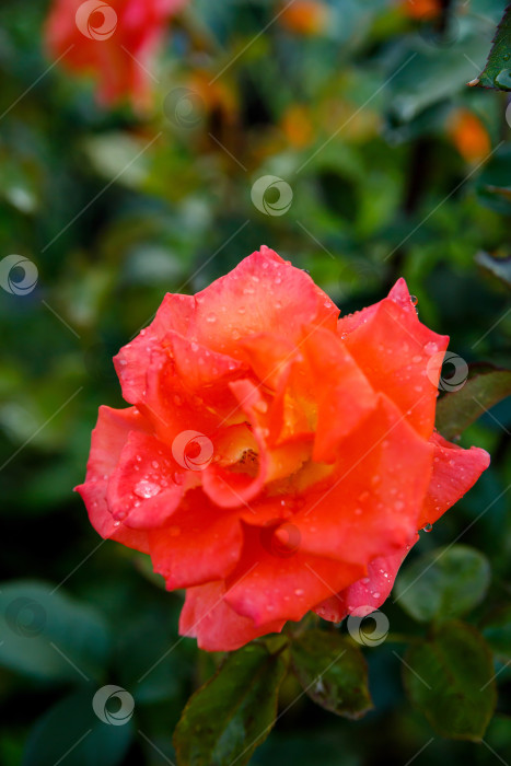 Скачать Красная роза в каплях росы. Природа, ферма. фотосток Ozero