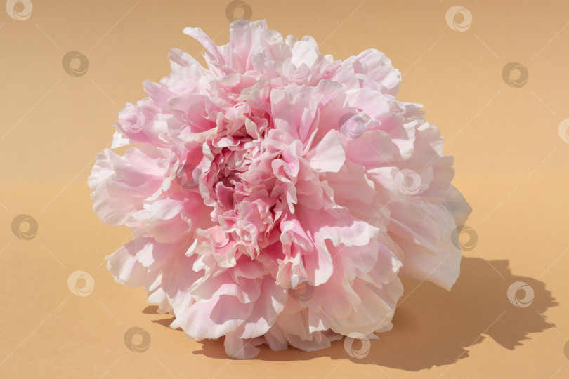 Скачать Естественный фон. Бутон розового пиона на коричневом фоне фотосток Ozero