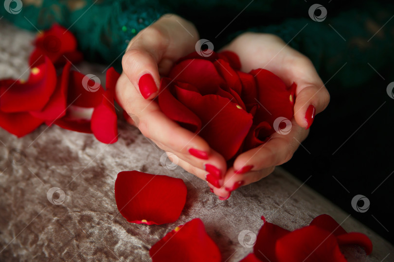 Скачать лепестки красных роз в ладонях девушки фотосток Ozero