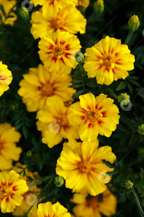 Скачать Желтые цветы шафрана на зеленом фоне крупным планом фотосток Ozero