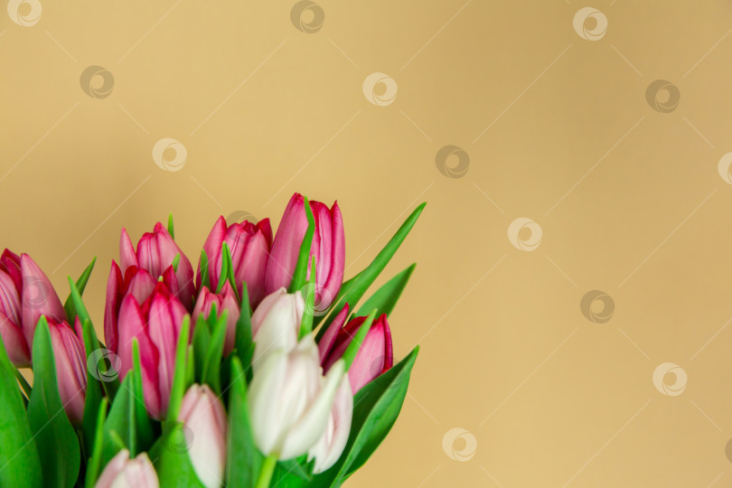 Скачать Весенние сезонные цветы тюльпаны на простом фоне фотосток Ozero