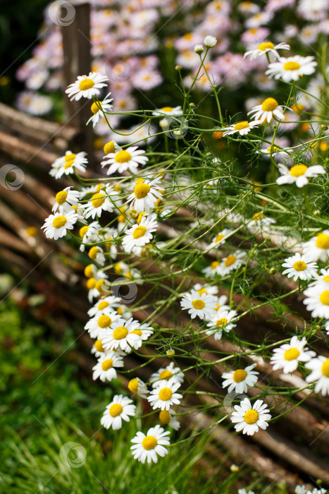 Скачать множество белых ромашек на фоне плетеного забора фотосток Ozero