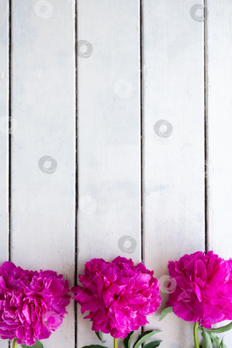 Скачать Розовые пионы на фоне окрашенных в белый цвет грубых деревянных досок. Поздравительная открытка фотосток Ozero