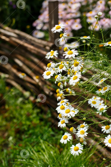 Скачать множество белых ромашек на фоне плетеного забора фотосток Ozero