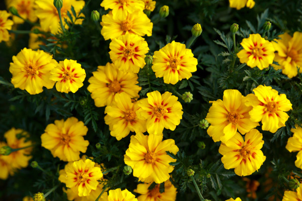 [object Object] undefined