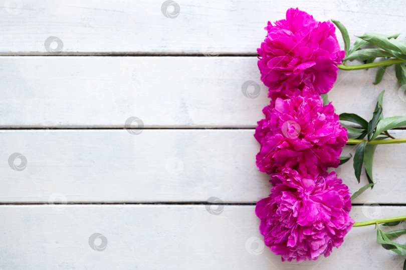 Скачать Розовые пионы на фоне окрашенных в белый цвет грубых деревянных досок. Поздравительная открытка фотосток Ozero