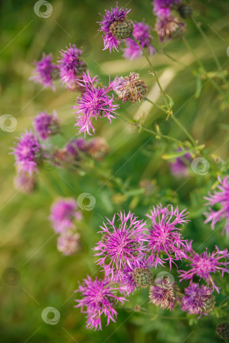 Скачать розовые полевые цветы в зеленой траве, крупным планом фотосток Ozero