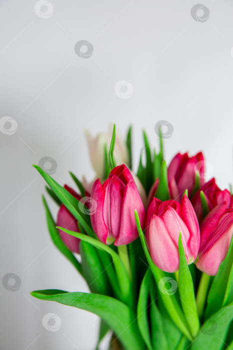 Скачать Весенние сезонные цветы тюльпаны на простом фоне фотосток Ozero