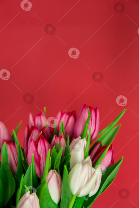 Скачать Весенние сезонные цветы тюльпаны на простом фоне фотосток Ozero
