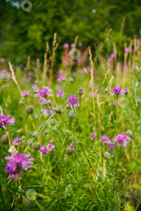 Скачать розовые полевые цветы в зеленой траве, крупным планом фотосток Ozero