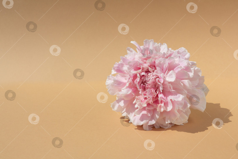 Скачать Естественный фон. Бутон розового пиона на коричневом фоне. Контрастный свет фотосток Ozero