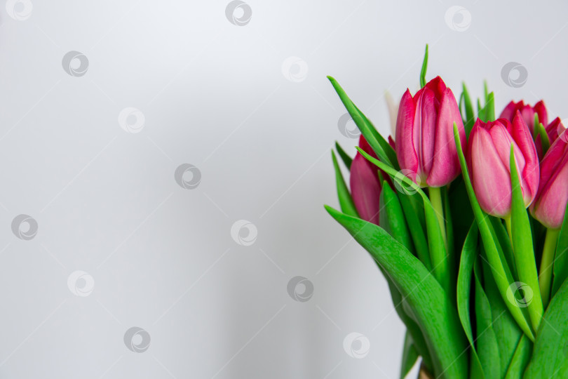 Скачать Весенние сезонные цветы тюльпаны на простом фоне фотосток Ozero