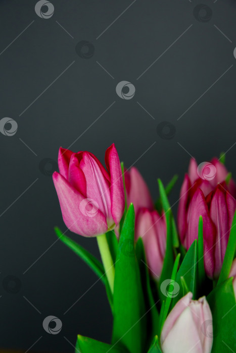 Скачать Весенние сезонные цветы тюльпаны на простом фоне фотосток Ozero