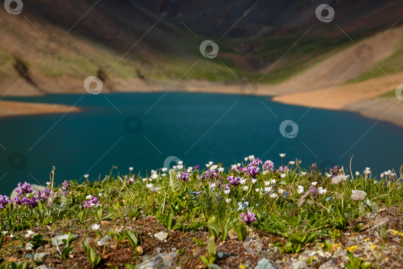 Скачать цветочные поляны на берегу горного озера фотосток Ozero