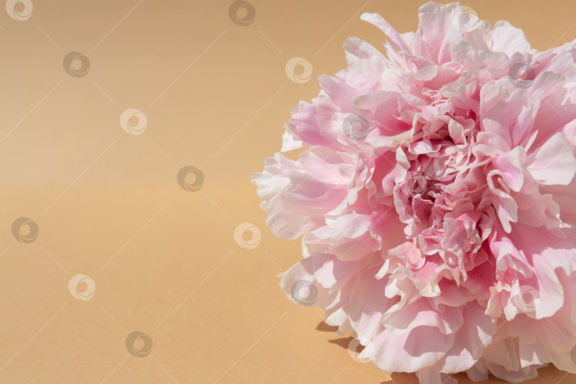Скачать Естественный фон. Бутон розового пиона на коричневом фоне фотосток Ozero
